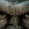 "Rise of The Planet of Apes es un tratado de pasiones humanas, tragedia isabelina interpretada por monos truchos", por Lucas Moreno.