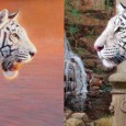 Destacado representante de la pintura animalista expone por primera vez en Córdoba.