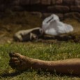 Ediciones renovadas de “El Asesino de Chanchos” y “San Francisco”, dos hitos personales de un escritor salvaje.