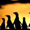 FAUNA DE VALDÉS Imágenes del fotógrafo José Luis Lazarte que penetran la naturaleza.